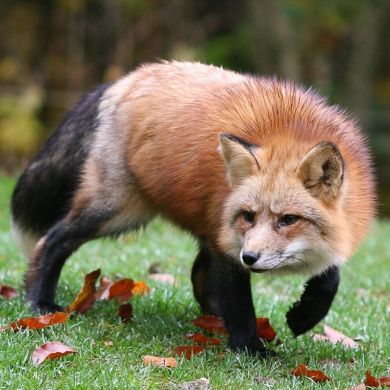 Foxy Fox