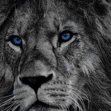 ቢስሚከ ነህያ Profile Picture