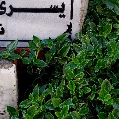 رحمه يسري