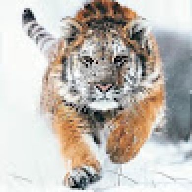 Заур Гусев