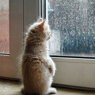 Abu Aishah