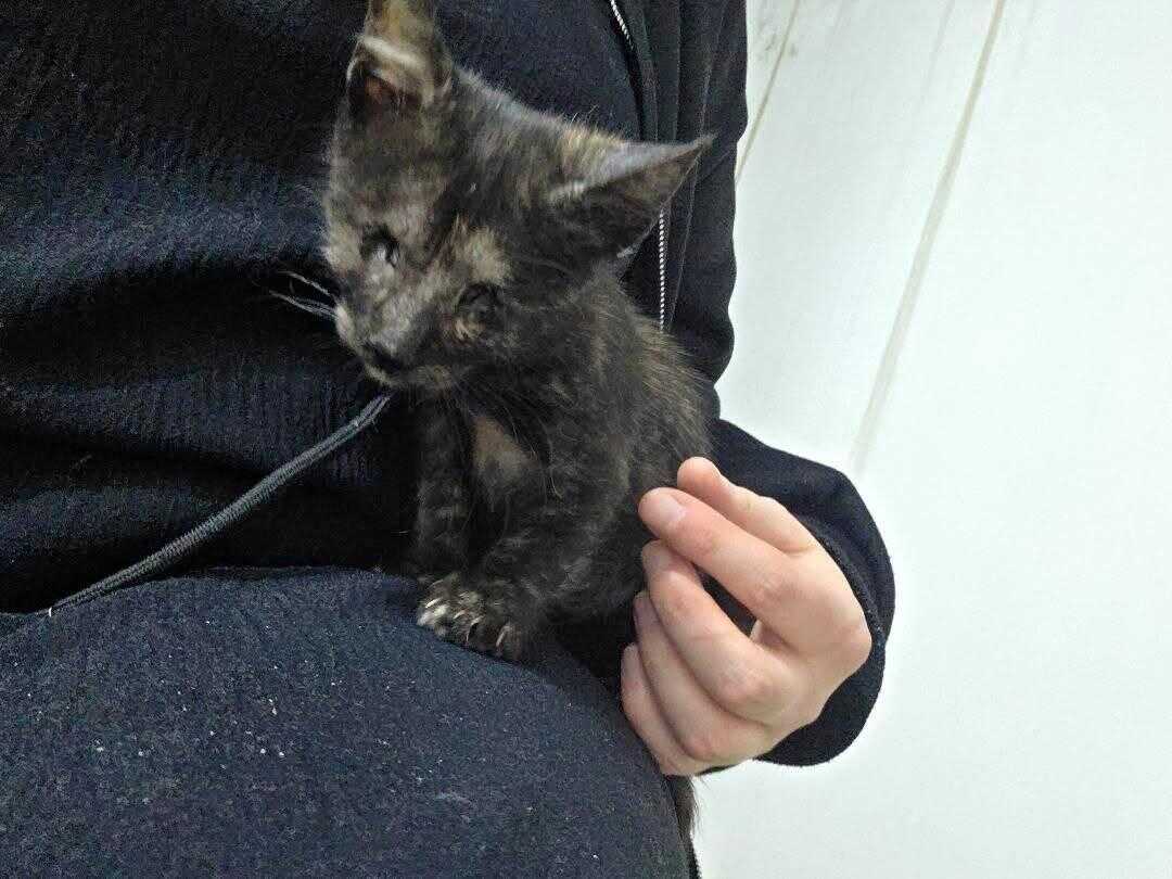 🆘 Urgent help needed / Срочно нужна помощь 🐾  I ha.. | Salima Toho